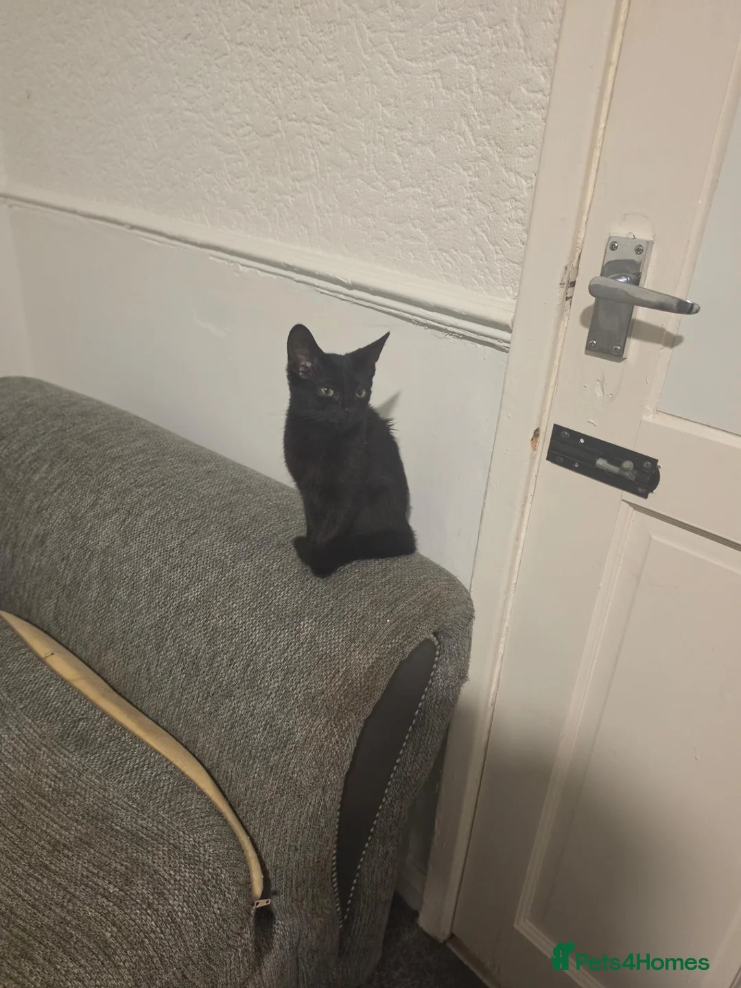 Mixed Breed cats for sale: 6 months old kitten for sale  - Advert 4