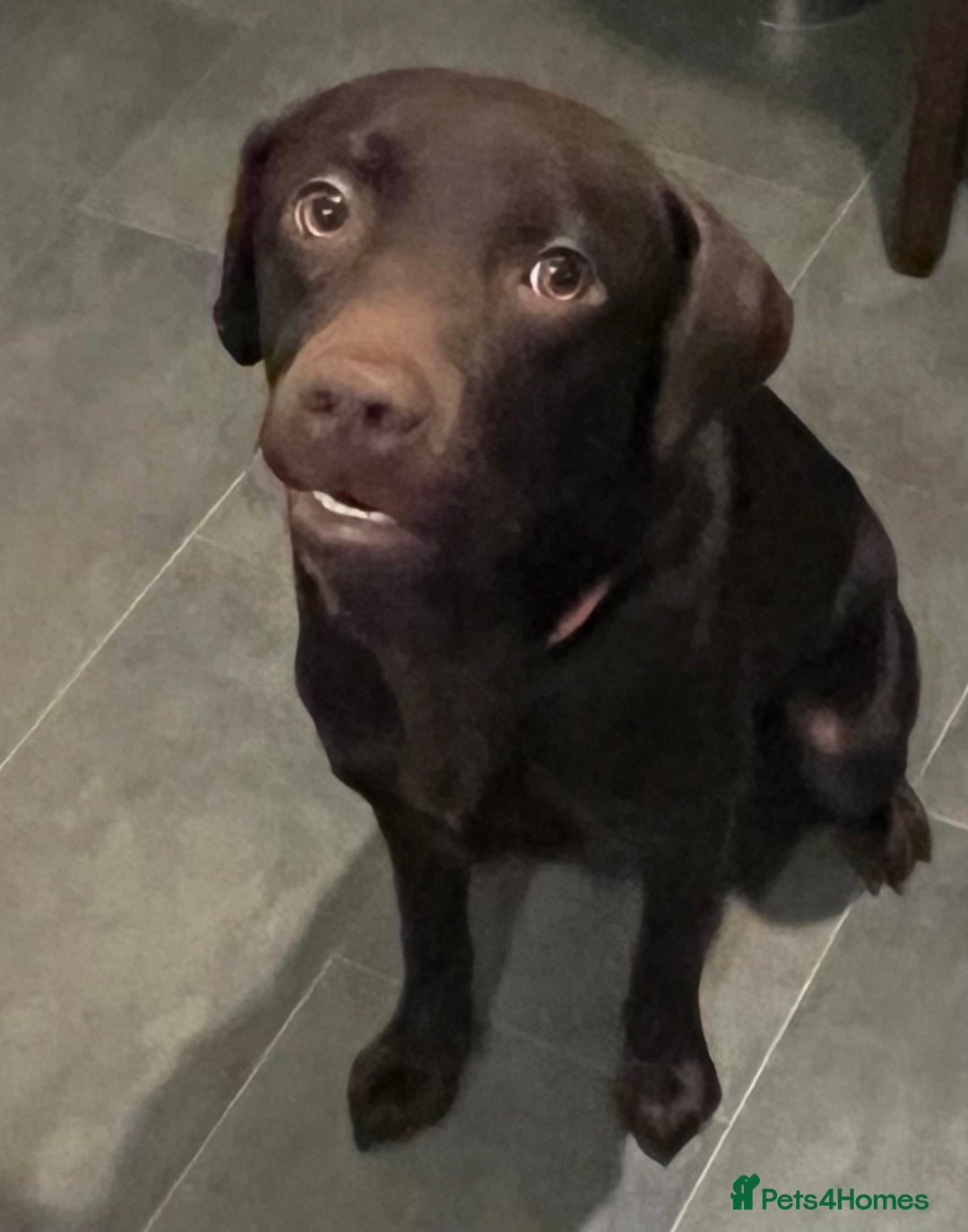 Labrador Retriever dogs for sale: Gorgeous chocolate female  - Advert 8