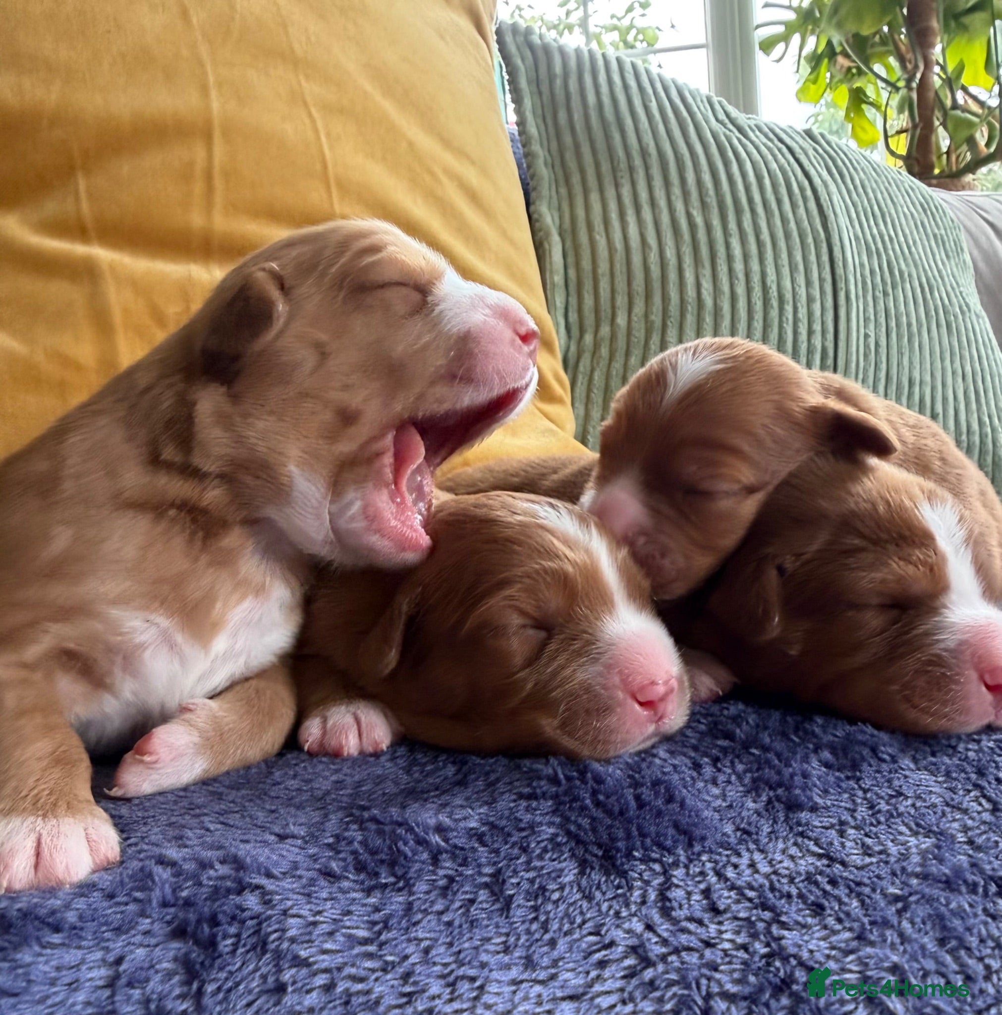 Nova Scotia Duck Tolling Retriever dogs Beautiful Toller puppies from champion bloodlines - Advert 18