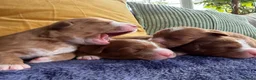 Nova Scotia Duck Tolling Retriever dogs for sale: Beautiful Toller puppies from champion bloodlines - Advert 1