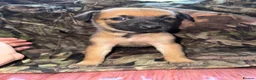 Belgian Shepherd Dog dogs for sale: Belgian malinos pups in Knottingley - Advert 5
