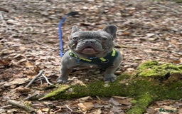 French Bulldog dogs for sale: French bulldog  - Image 5
