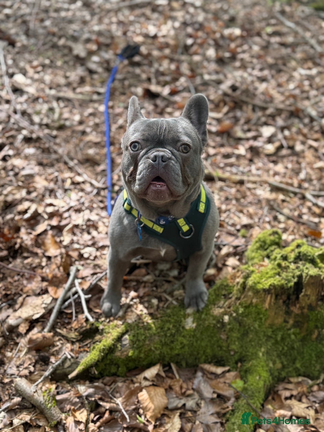 French Bulldog dogs for sale: French bulldog  - Image 5