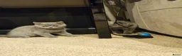 British Shorthair cats for sale: Pure Blue British Shorthair Kittens  - Advert 28