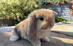 Mini Lop rabbits for sale: Mini lops ready to reserve  - Image 9