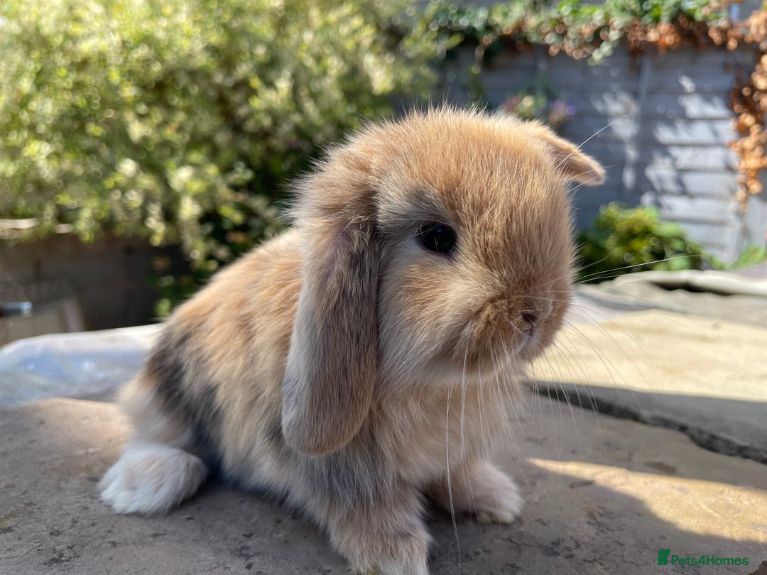 Mini Lop rabbits for sale: Mini lops ready to reserve  - Image 9