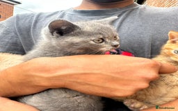 British Shorthair cats for sale: X BSH kittens - Image 20