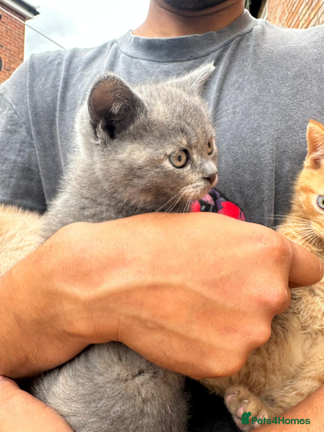 British Shorthair cats for sale: X BSH kittens - Image 20