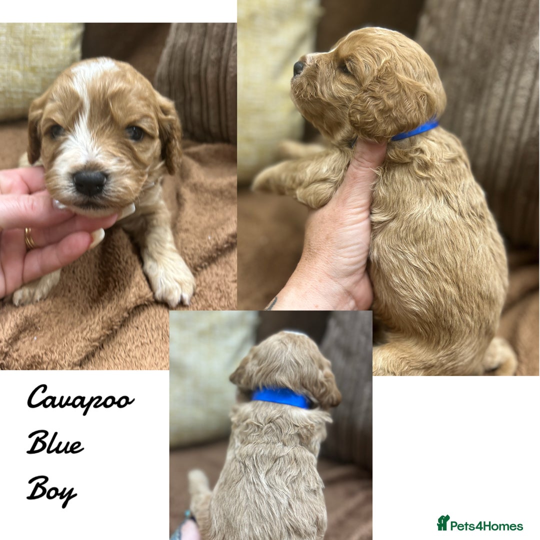 Cavapoo dogs for sale: Beautiful fully DNA tested Cavapoo's  - Image 5