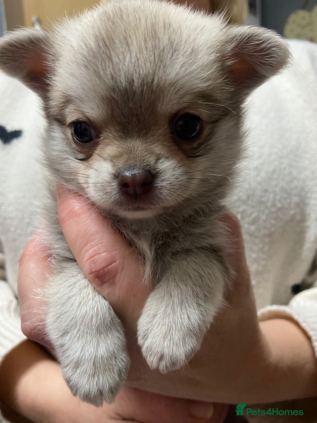 Pomchi dogs for sale: Stunning Pomchi’s - Advert 21