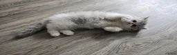 Persian cats for sale: Cute Silver Tabby PERSIAN Kitten for Sale | Loving - Advert 22