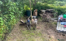 Mixed Breed dogs for sale: Lurcher Siblings - Image 5