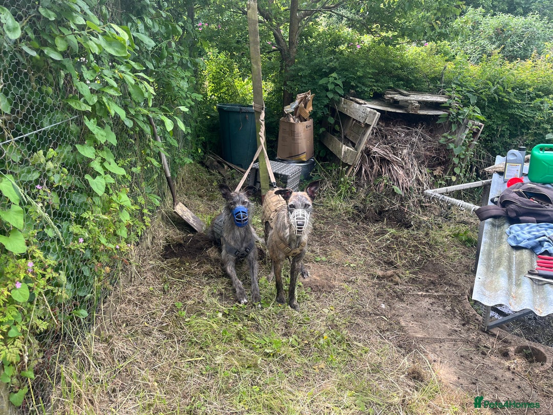 Mixed Breed dogs for sale: Lurcher Siblings - Image 5