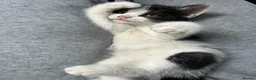 Domestic Shorthair cats for sale: 🐾Fluffy black and white kittens🐾 - Advert 9