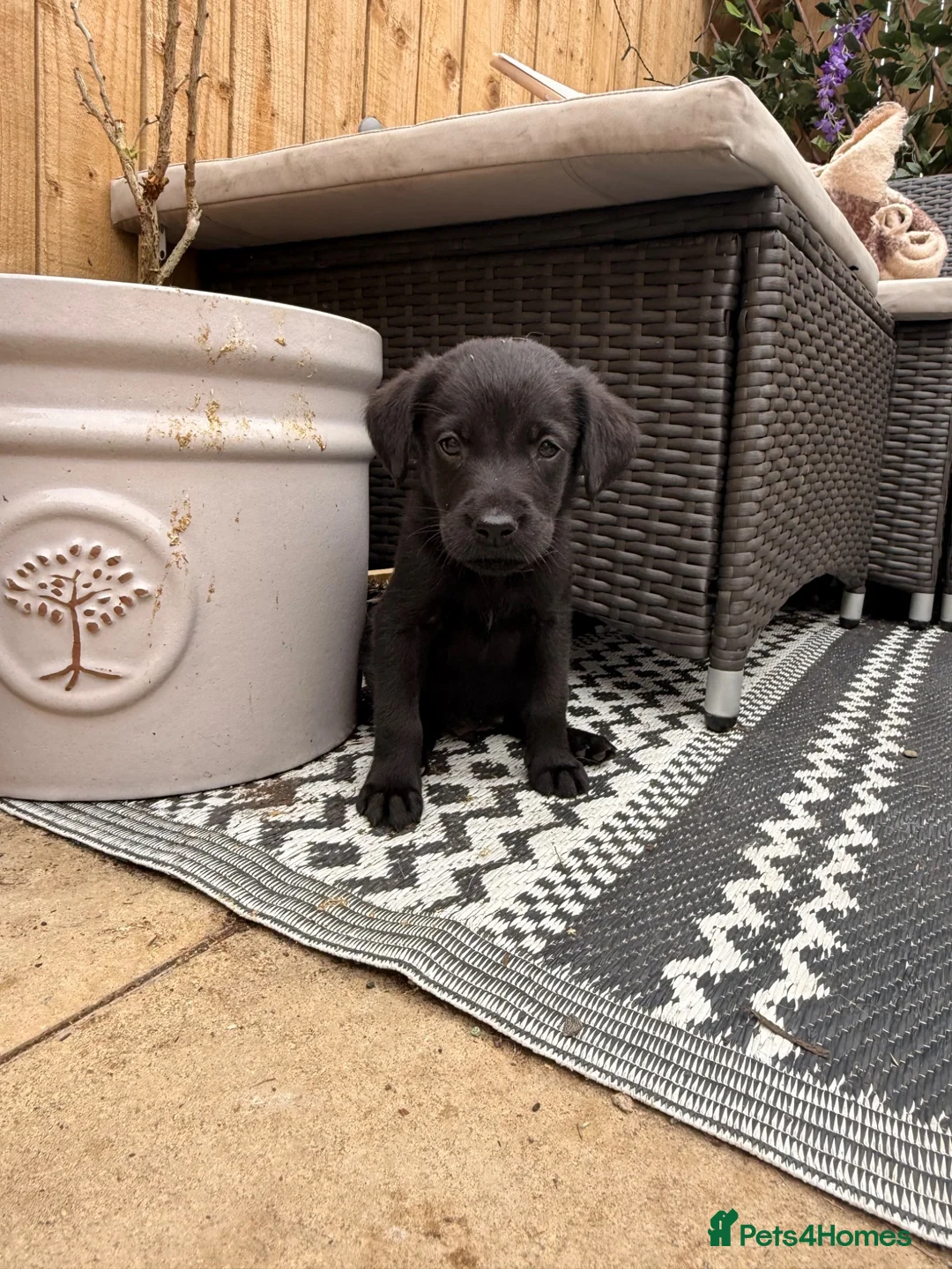 Goldador dogs for sale: Golden Retriever X KC Labrador Retriever - Advert 2