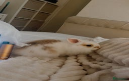 Lionhead rabbits for sale: Loving, cuddly rabbit for sale - Image 1