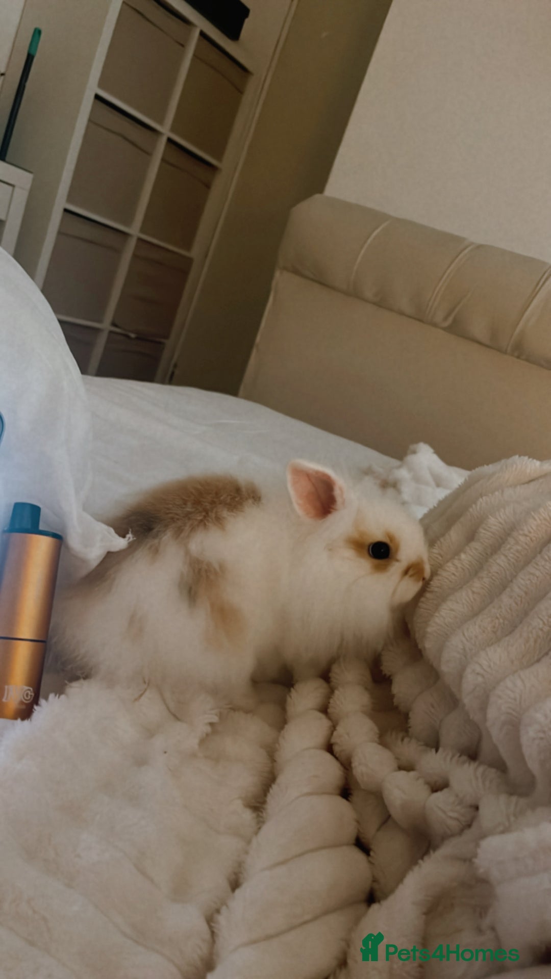 Lionhead rabbits for sale: Loving, cuddly rabbit for sale - Image 1