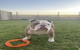 English Bulldog dogs for stud: Fawn English bulldog for stud - Advert 3