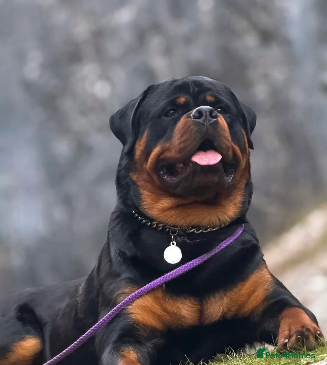 Rottweiler dogs for stud: NEW Rottweiler Stud - UK 🇬🇧 KC REG - LITTERS DUE in Chesterfield - Advert 11
