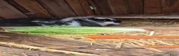 Mini Lion Lop rabbits for sale: Male lion lop bunny - Advert 2