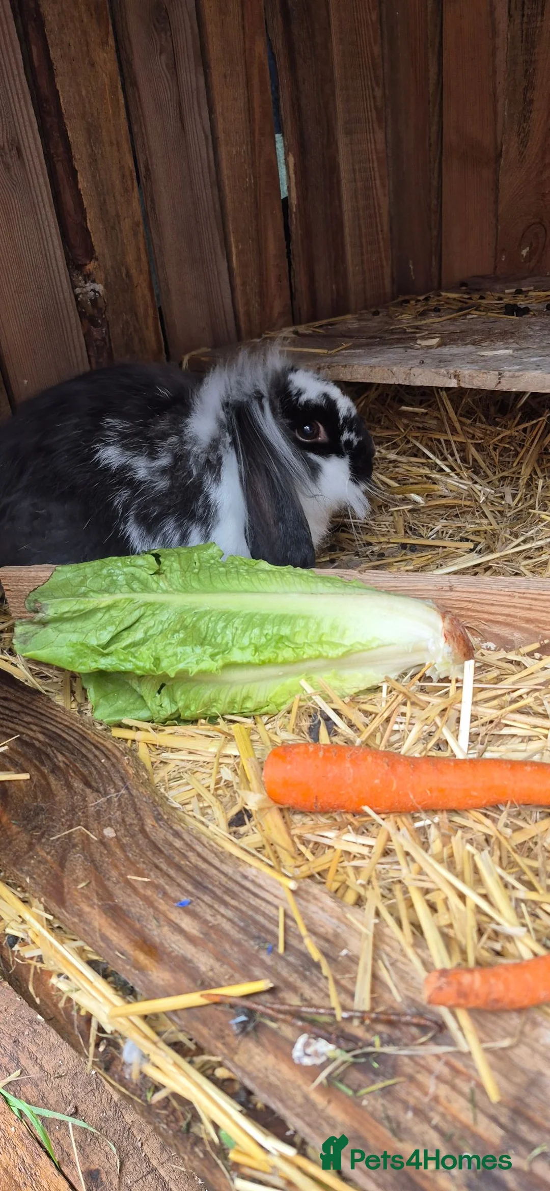 Mini Lion Lop rabbits for sale: Male lion lop bunny - Advert 2