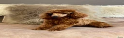 Poodle dogs for stud: Donnajays  5* PROVEN, HEALTH TESTED & PROFESSIONAL - Advert 4