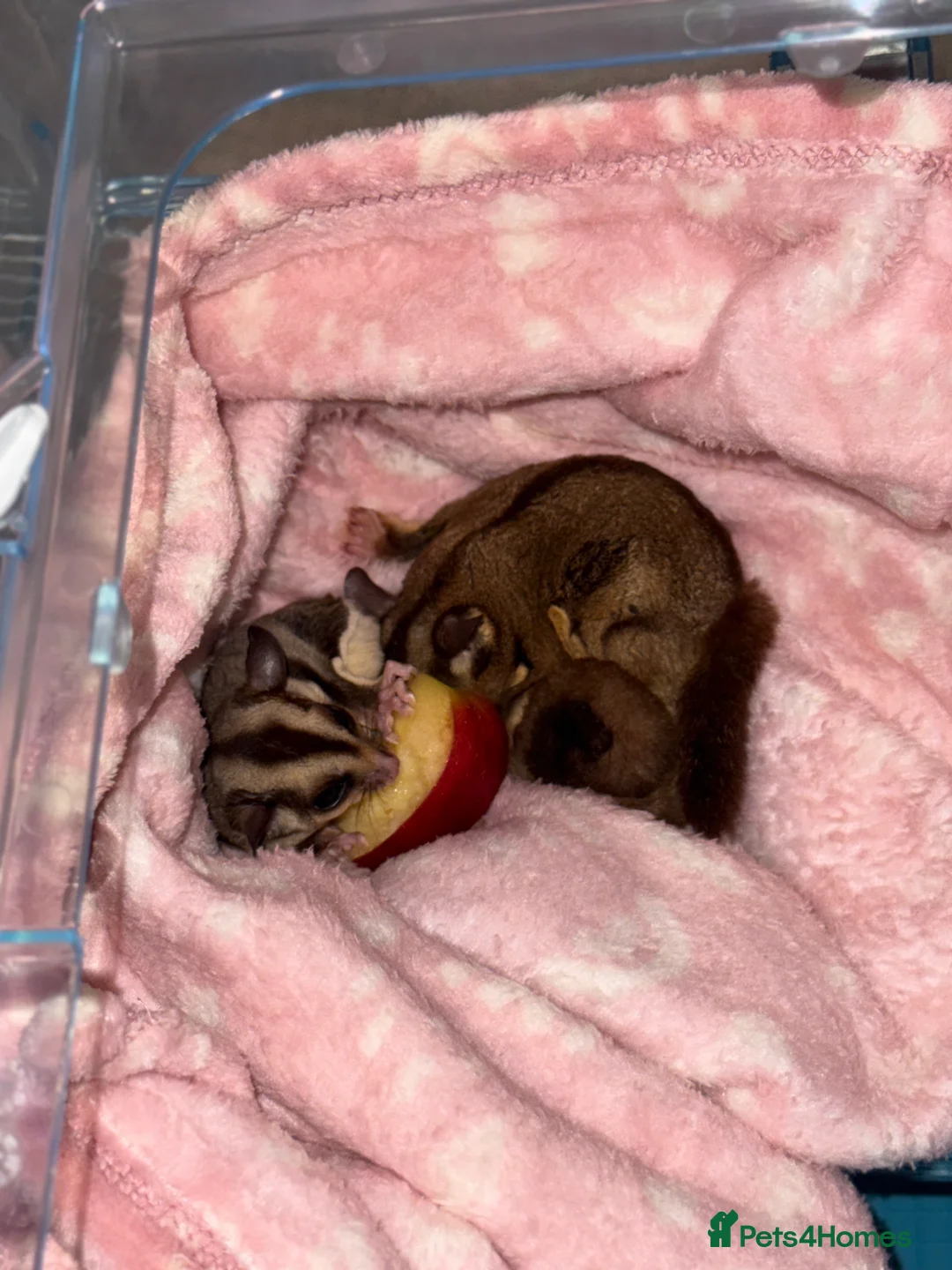 Sugar Glider rodents for sale: Sugar glitter  in Norwich - Advert 1