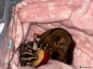 Sugar Glider rodents Sugar glitter in Norwich - Advert 3