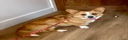 Welsh Corgi Cardigan dogs for sale: Cardigan Welsh Corgi girl - Advert 3