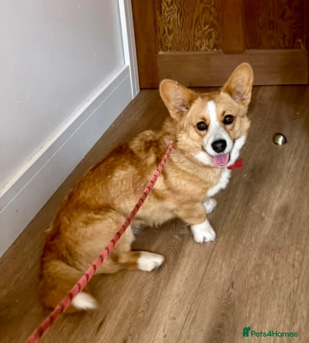 Welsh Corgi Cardigan dogs for sale: Cardigan Welsh Corgi girl - Advert 3