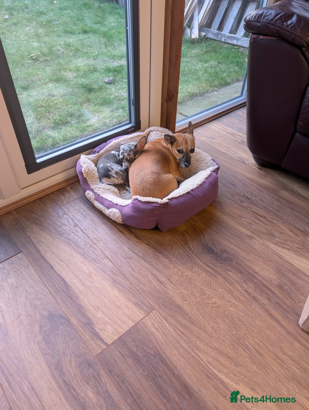 Chihuahua dogs for stud: Handsome Chihuahua for stud - Advert 4