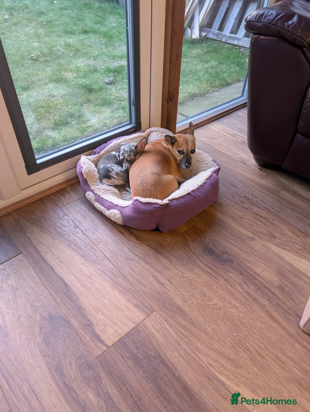 Chihuahua dogs for stud: Handsome Chihuahua for stud - Advert 4