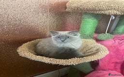 Ragdoll cats for sale: Rare mink female kitten  - Advert 7