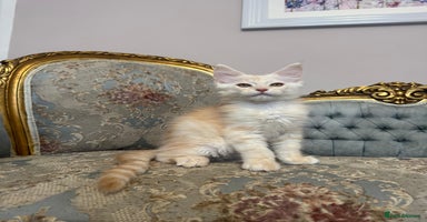 Maine Coon cats - Advert 7
