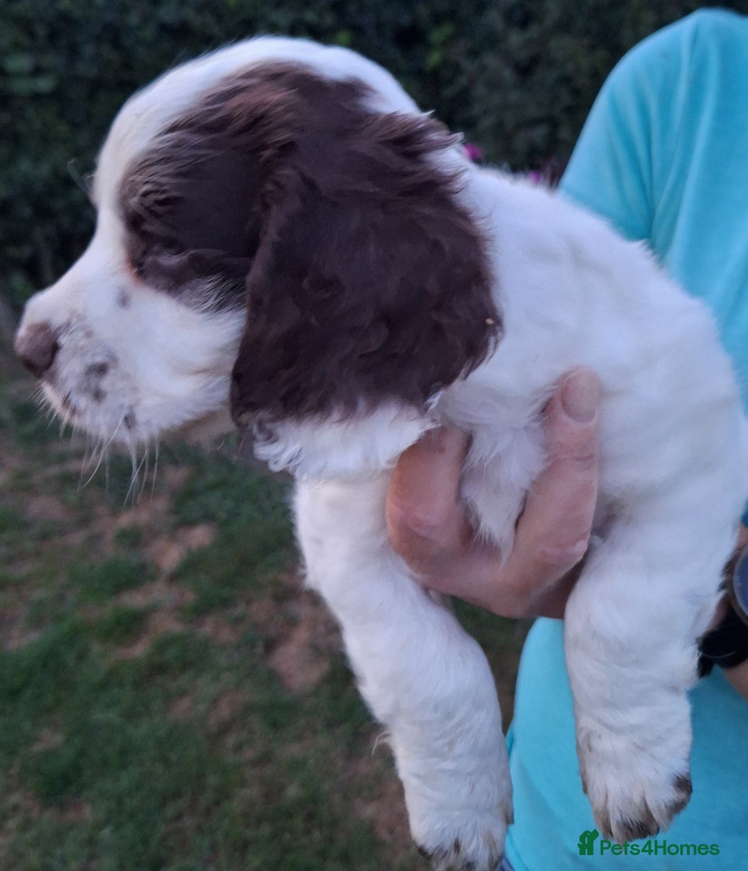 Cocker Spaniel dogs for sale: Working Cocker Spaniel Puppies  - Image 22