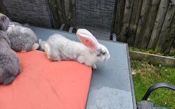 Continental Giant rabbits for sale: Merle colours  , rusian blue fur  - Image 19
