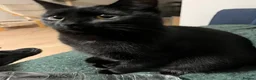 Mixed Breed cats for sale: 4 adult cats for sale/adoption - 2 boys, 2 girls  in Glossop - Advert 17