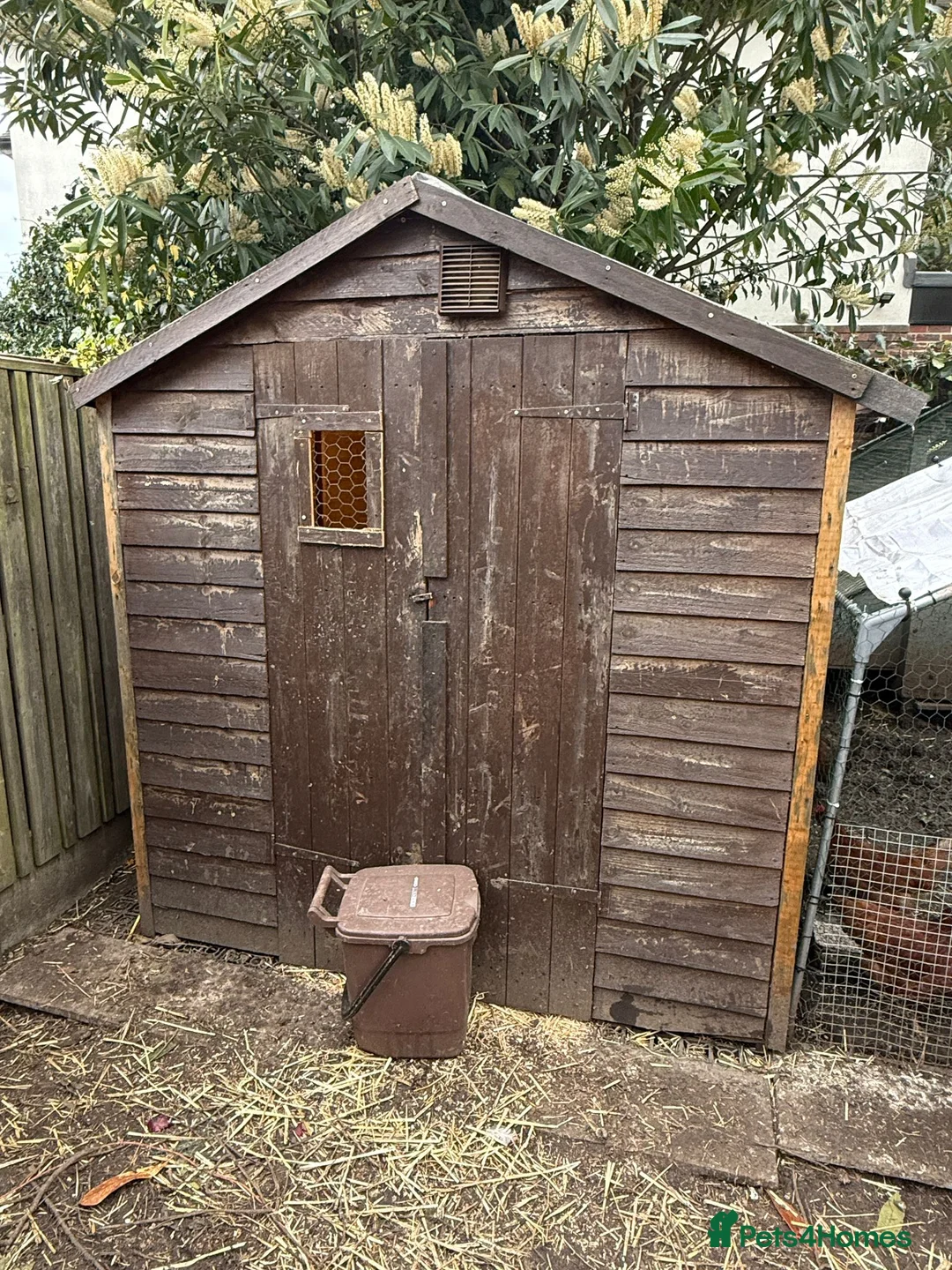 Chickens poultry for sale: Chicken Setup for Sale - Rainbow Egg Leyers - Advert 20