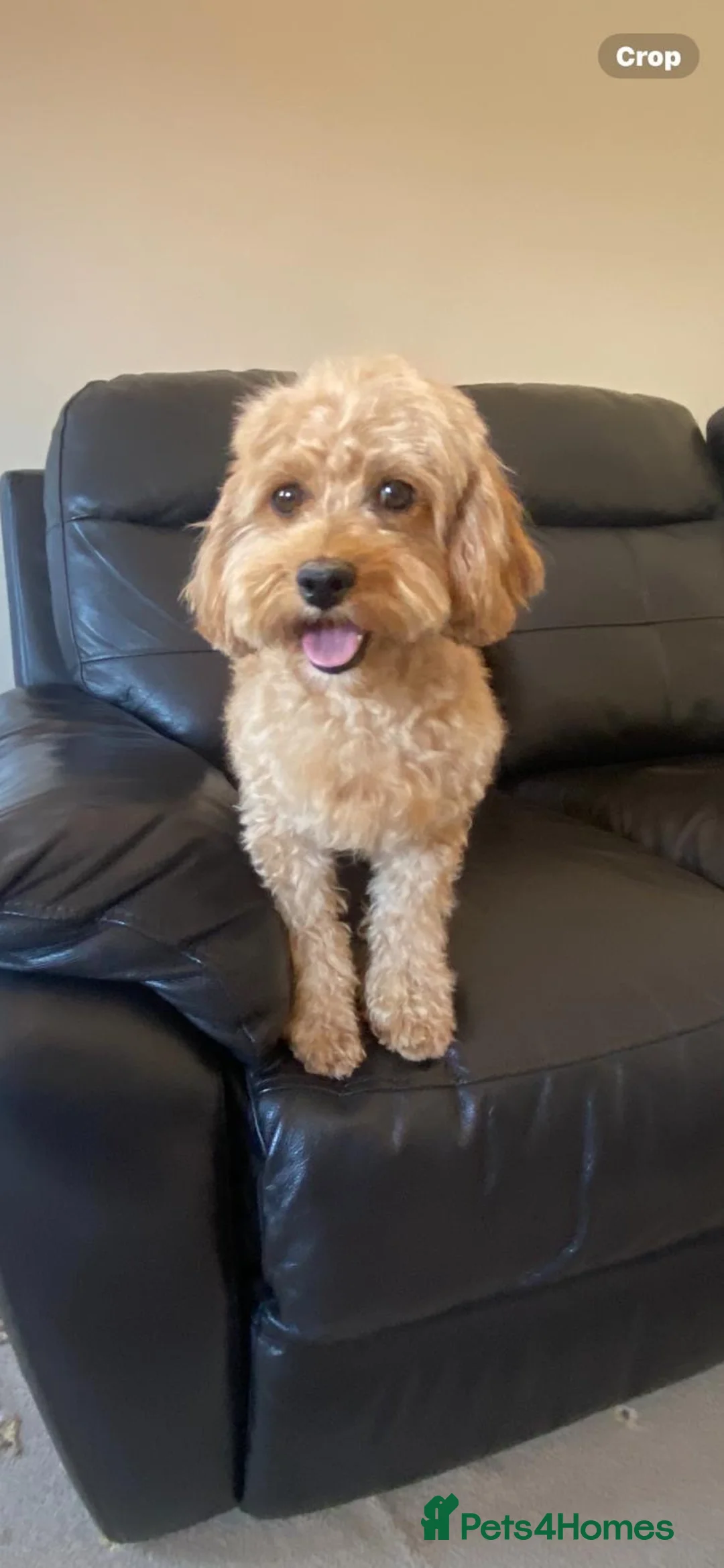 Maltipoo dogs for sale: Six beautiful maltipoo puppies - Advert 10