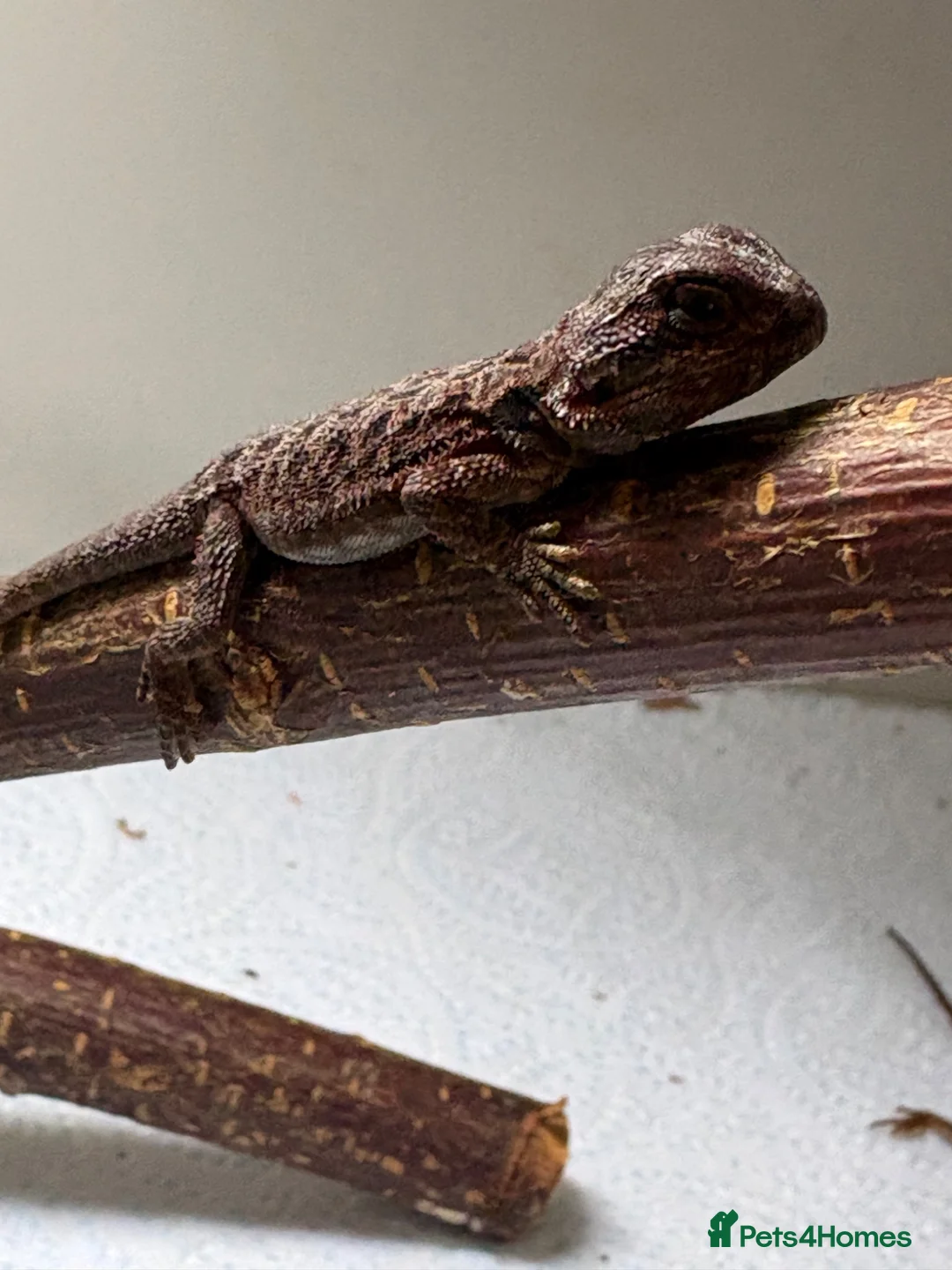 Bearded Dragon reptiles for sale: 100% red monster bearded dragon babies🐉 - Advert 5