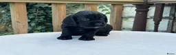 Cocker Spaniel dogs for sale: Working cocker spaniel puppies for sale - Advert 16