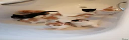 Mixed Breed cats for sale: 8 Lovely Kittens for Sale - Advert 14