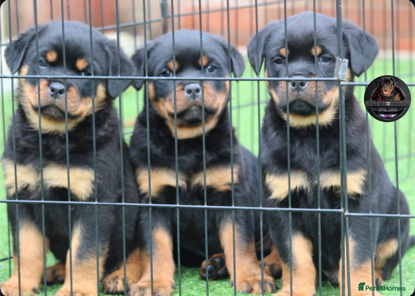 Rottweiler dogs for sale: Top KC Registered Rottweiler Male Puppies  - Advert 1