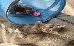 Scottish Fold cats for sale: scottish fold kittens  - Image 6