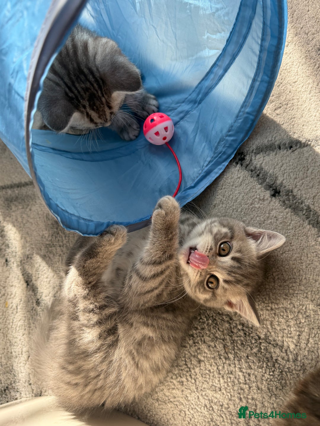 Scottish Fold cats for sale: scottish fold kittens  - Image 6