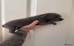 Staffordshire Bull Terrier dogs for sale: Beautiful blue staffy pups excellent pedigree  - Image 30