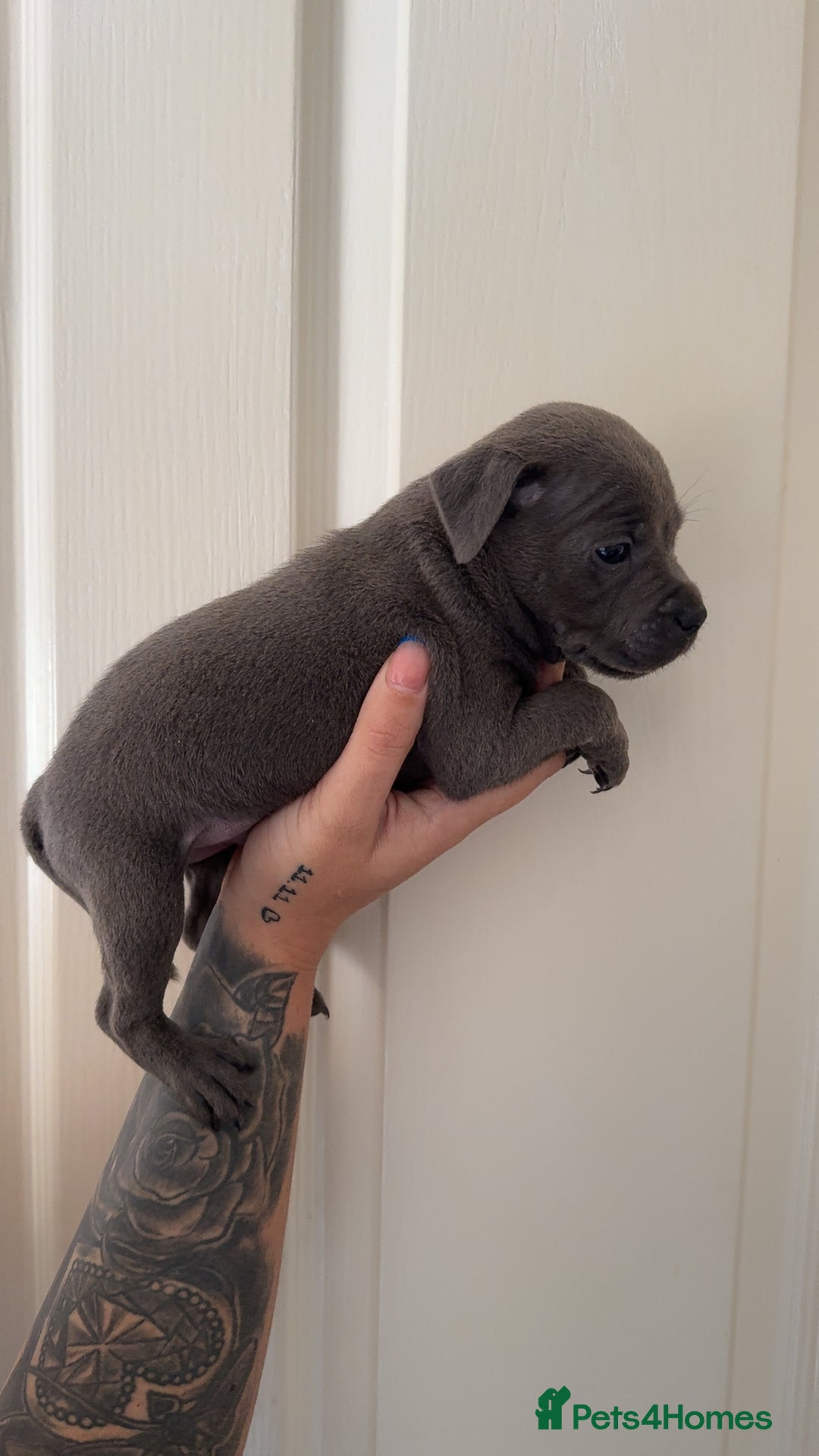 Staffordshire Bull Terrier dogs for sale: Beautiful blue staffy pups excellent pedigree  - Image 30