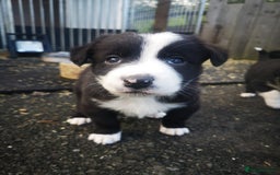 Border Collie dogs for sale: Beautiful Fluffy Collie Puppies  - Image 35