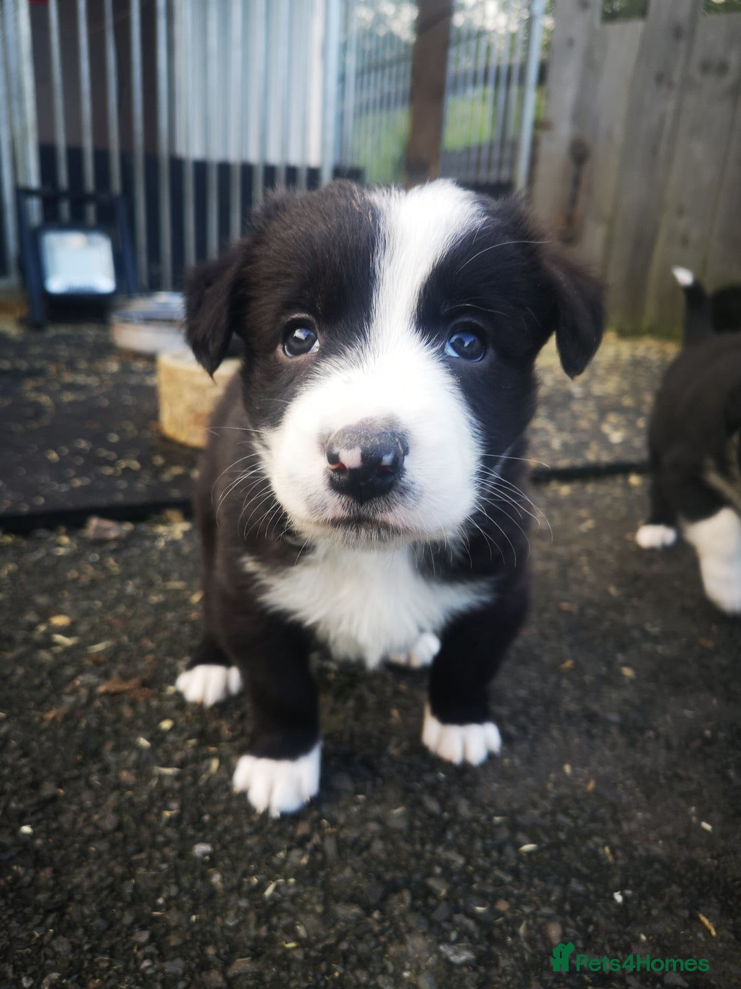 Border Collie dogs for sale: Beautiful Fluffy Collie Puppies  - Image 35