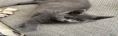 British Shorthair 4